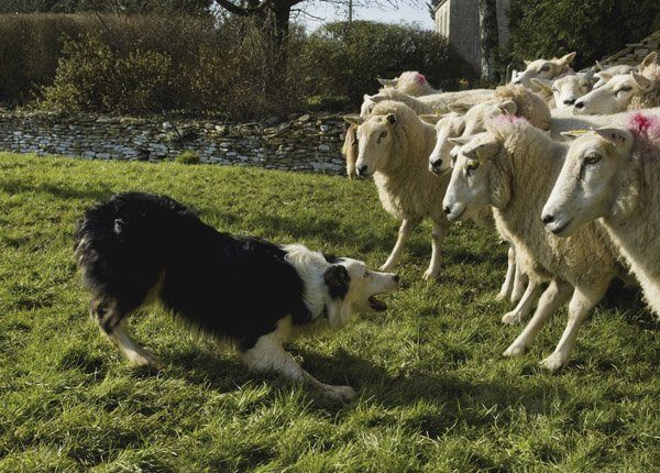 border collie herding sheep, herding dog group