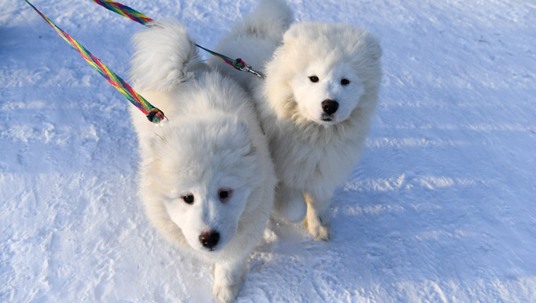 Spitzhunde laufen im Schnee