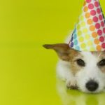 CUTE JACK RUSSELL DOG WEARING A COLORFUL PARTY HAT ISOLATED ON YELLOW BACKGROUND. BANNER SPACE FOR TEXT