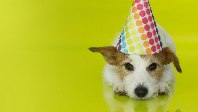 CUTE JACK RUSSELL DOG WEARING A COLORFUL PARTY HAT ISOLATED ON YELLOW BACKGROUND. BANNER SPACE FOR TEXT