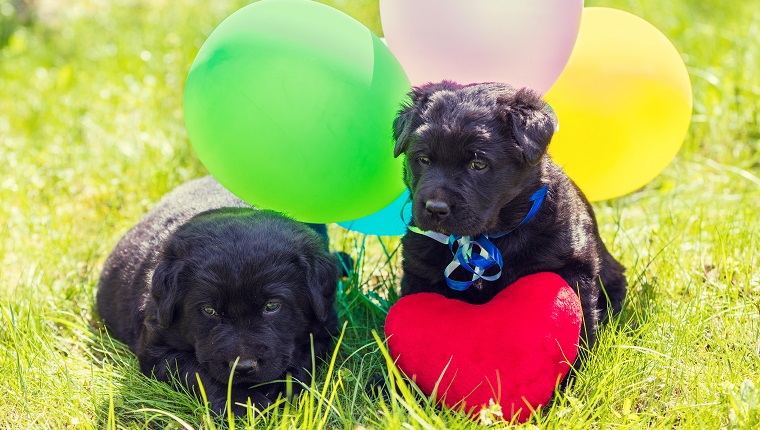 Zwei kleine Labrador-Apportierhundwelpen mit Spielzeugherzen und bunten Ballonen. Hunde, die draußen auf dem Gras im Sommer sitzen