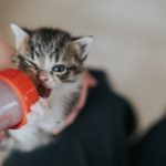 A tiny kitten being bottle fed.