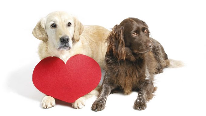 Hunde, die sich mit einem Valentinstagherzen hinlegen