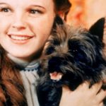 1939: American actor Judy Garland (1922 - 1969), as Dorothy Gale, holding Toto the dog for the film,