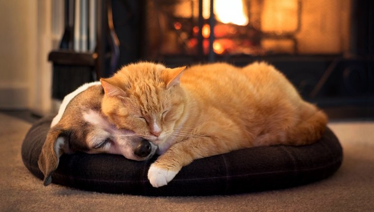 10 süße Kätzchen, die im Winter gemütlich und warm bleiben [PICTURES]