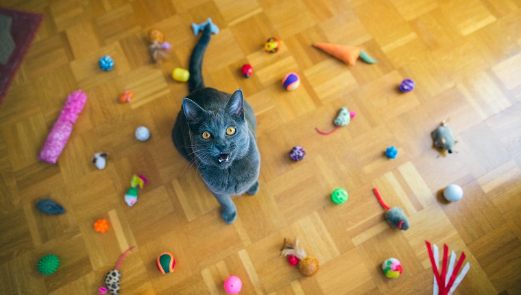 Die schöne Chartreux-Katze, die unter der Gruppe der Katze sitzt, spielt auf dem Boden, die Spielwaren, die Kreis machen, der offene Mund