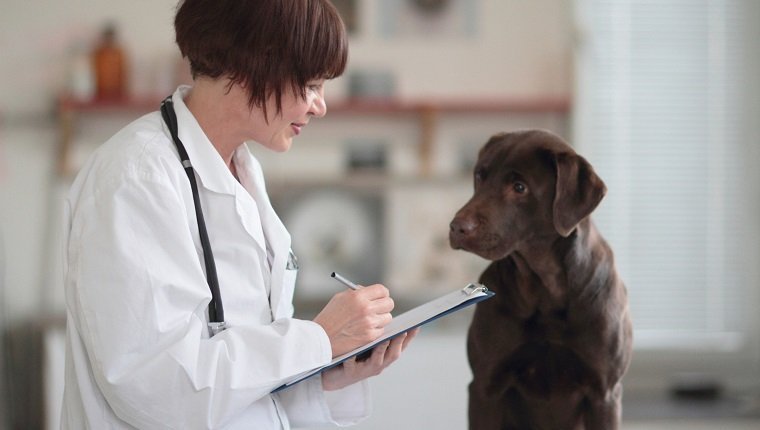 MycoplasmaInfektion bei Hunden Symptome, Ursachen und Behandlungen