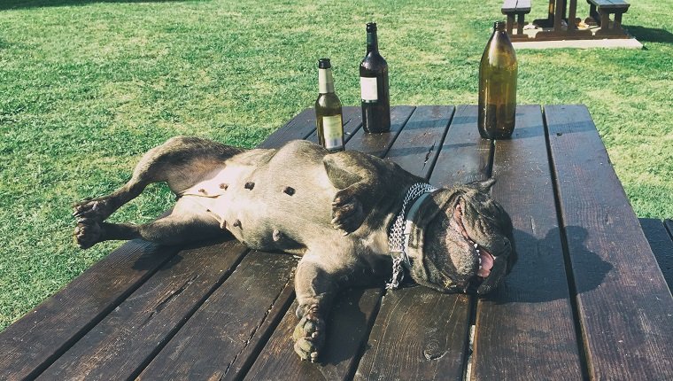 Der Hund wurde ohnmächtig, weil er Alkohol getrunken hatte