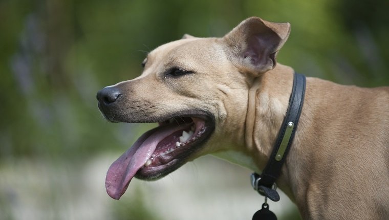 Kopf des Mischlingshundes Hundehalsband und Erkennungsmarke tragend, Zunge, Nahaufnahme, Seitenansicht heraus haftend