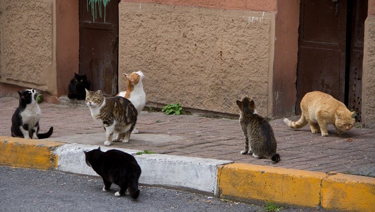Streunende Katzen sitzen auf einem Bürgersteig.