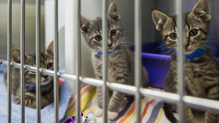 Mehrere Kätzchen sitzen in einem Käfig in einem Tierheim.