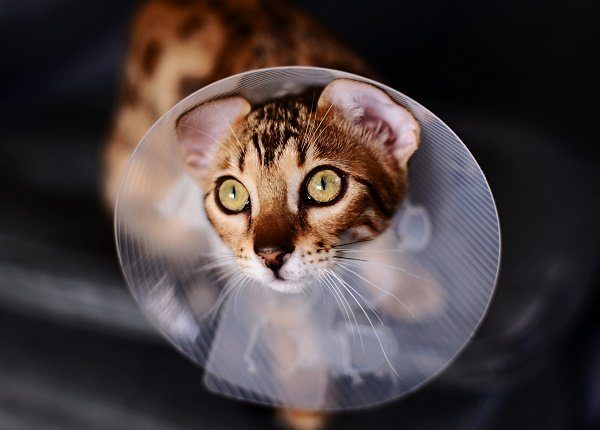 A Bengal Cat wears a medical cone around its neck during spay & neuter awareness month