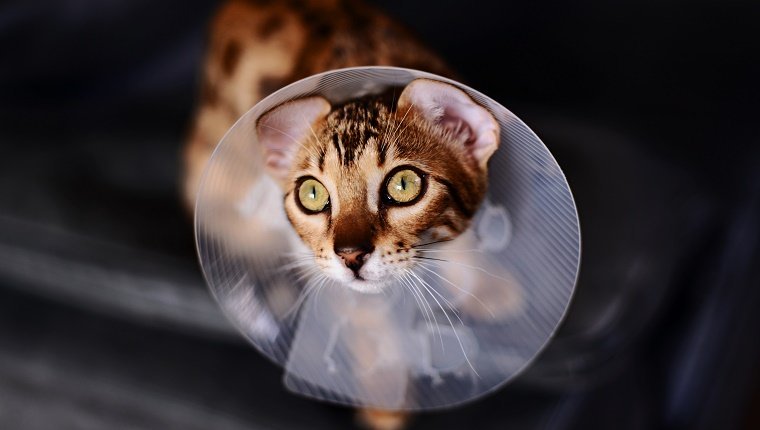 A Bengal Cat wears a medical cone around its neck during spay & neuter awareness month