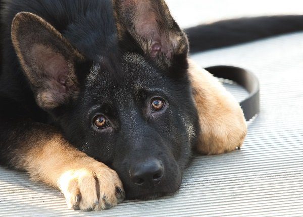 Beautiful German Shepherd puppy dog lying down with a sad and lonely expression on his face. Dog is mostly black, with brown tips on feet and ears. He is looking into the camera with his ears up, showing that he is alert. No people. High resolution color photograph with room for your copy. Horizontal composition.