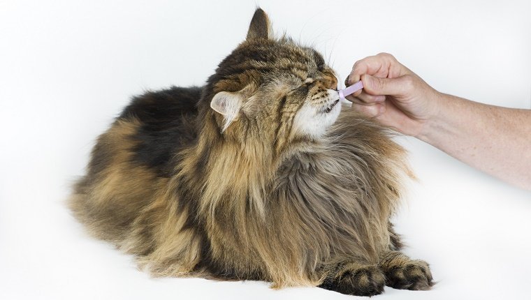 Eine Katze lässt sich die Zähne putzen.