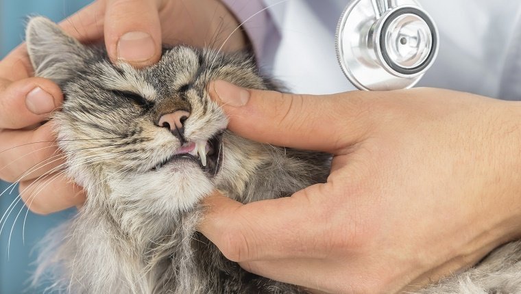 Ein Tierarzt überprüft die Zähne einer Katze.