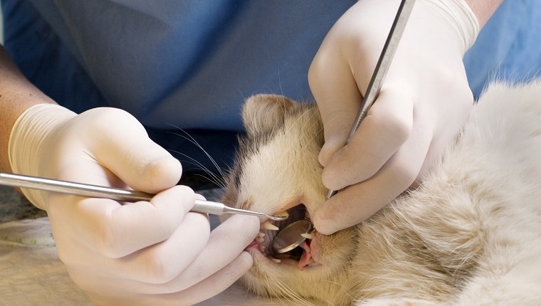 Ein Tierarzt untersucht die Zähne einer Katze mit zahnärztlichen Hilfsmitteln.