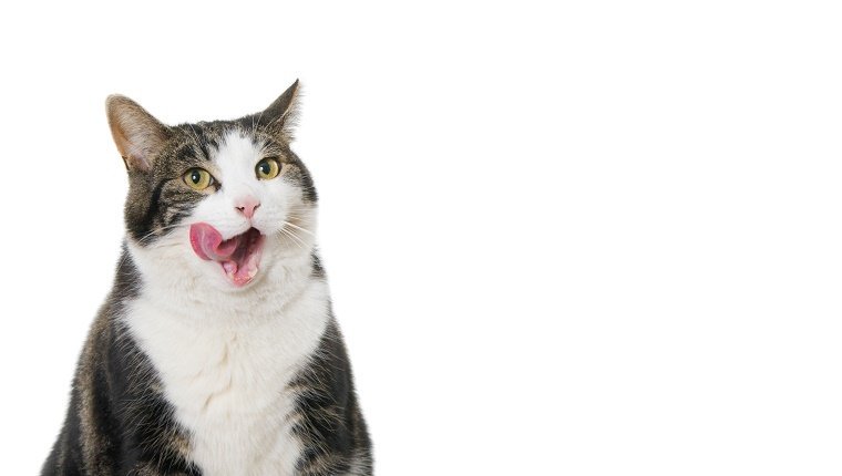 Eine Katze leckt seine Koteletts vor einem weißen Hintergrund.