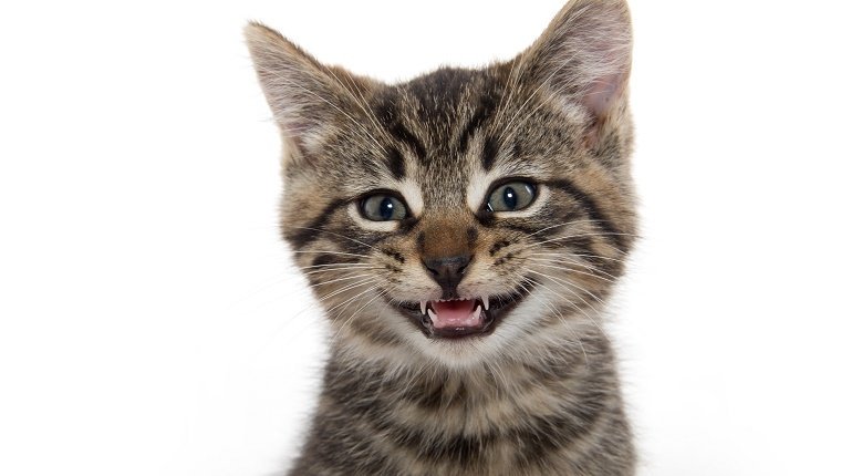 Ein Kätzchen der getigerten Katze lächelt und zeigt seine Zähne gegen einen weißen Hintergrund.