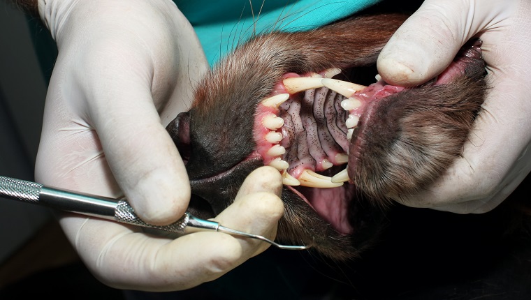 Tierarzt in der Zahnarztpraxis