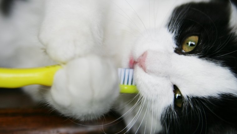 Katze mit Zahnbürste