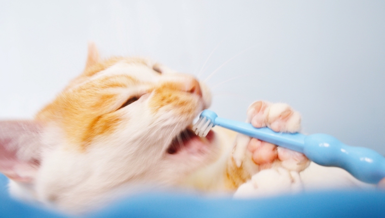 Katze mit Zahnbürste