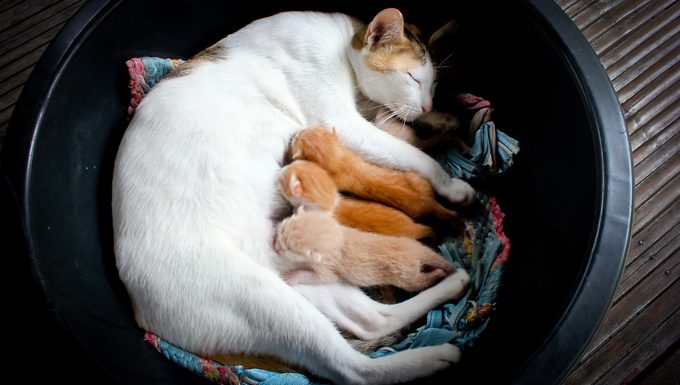 Katze liegend auf Decke Pflege Kätzchen