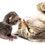 cat playing with kitten. spaying or neutering is the best way to prevent unwanted kittens.