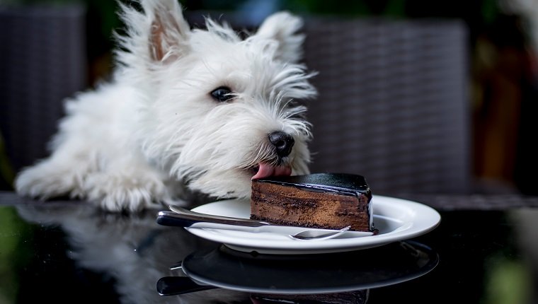 Nahaufnahme des West Highland White Terrier Kuchen am Restaurant leckend