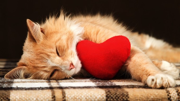 20 Katzen, die Ihr Valentinstag sein wollen [PICTURES]