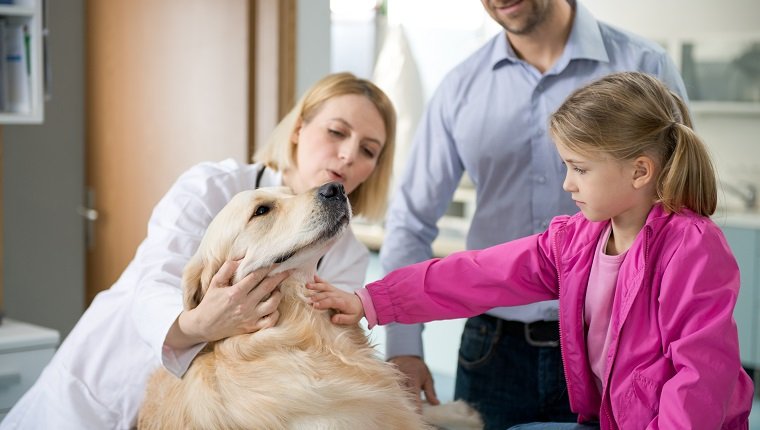 Ein weiblicher Tierarzt, der mit einem Hundebesitzer über die Gesundheit des Haustieres spricht.