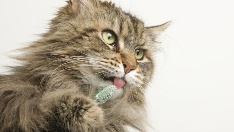 Katze, die Zähne putzt