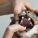 Cat getting teeth examined