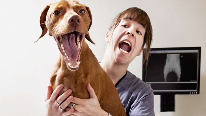 Hund mit dem Tierarzt, der Zähne zeigt