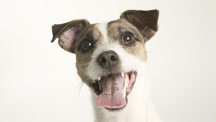 Ein Pastor-Terrier-Porträt vor einem weißen Hintergrund. Der Mund des Terriers ist offen und seine Zunge hängt heraus.