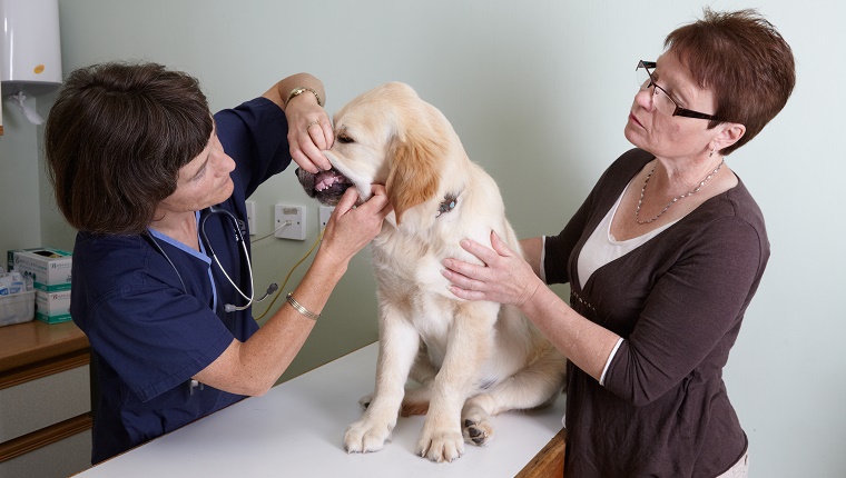 Ein Labrador-Welpe wird beim Tierarzt zahnärztlich untersucht, während sein Besitzer ihn festhält.