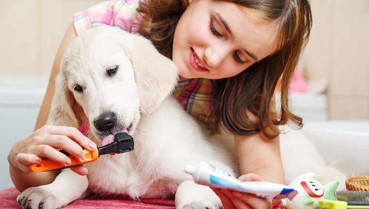 Eine junge Dame putzt die Zähne ihres Labradors mit einer Bürste und einer speziellen Zahnpasta.