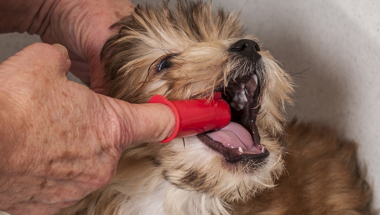 Ein älterer Mann putzt die Zähne eines Welpen mit einer roten Fingerzahnbürste.