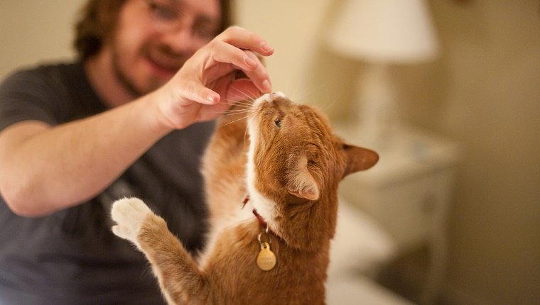 Ein Mann füttert eine Ingwerkatze mit einem Leckerbissen aus der Hand. Der Fokus liegt auf der Katze und der Hand des Mannes.