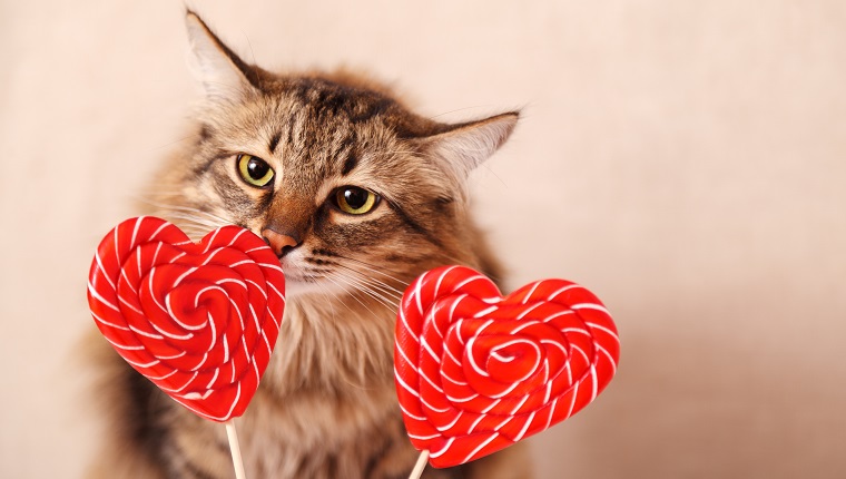 Valentinstag Hintergrund. Schöne flaumige Katze schnüffelt einen herzförmigen Lutscher auf einem beige Hintergrund, Nahaufnahme. Grußkarte.