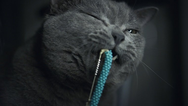 Ein Katzenbiss Armband