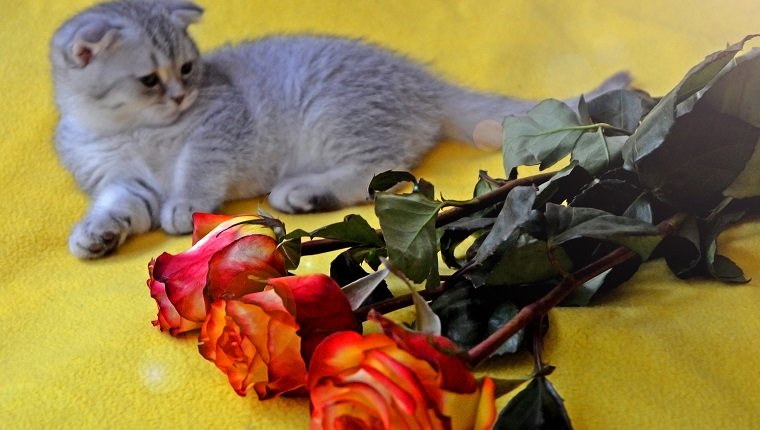 Kleines nettes Kätzchen liegt auf einem gelben Plaid nahe einem Blumenstrauß von schönen Rosen.