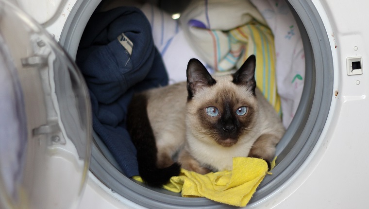 Thailändische Katze kletterte in eine Waschmaschine und liegt dort