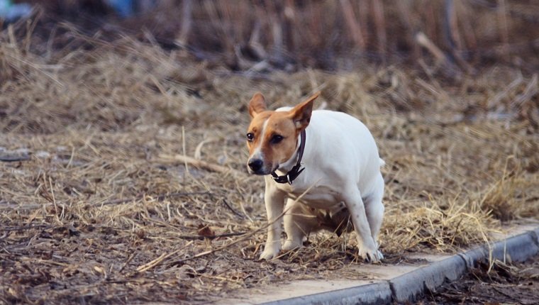 Reizdarmsyndrom (IBS) bei Hunden Symptome, Ursachen und Behandlungen