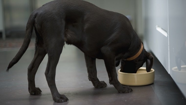 Junger schwarzer Labrador-Hund, der von der Hundenapf, Seitenansicht isst