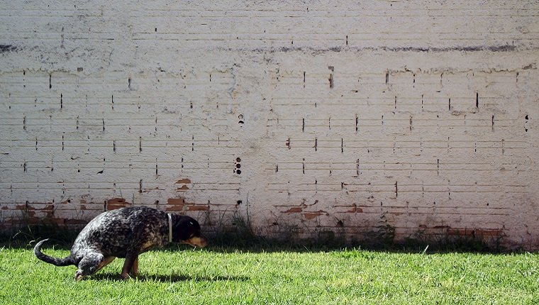 Hockender Hund gegen die Wand