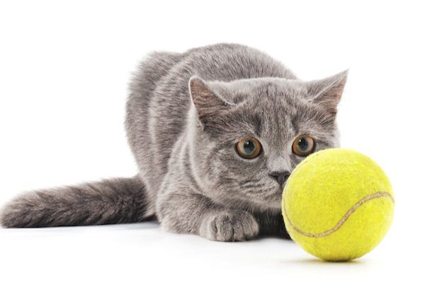Cat playing tennis
