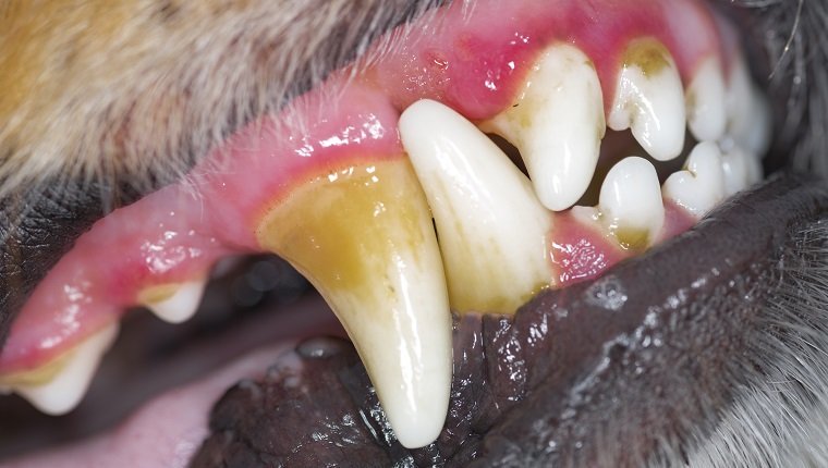 Zahnschmerzen beim Hund