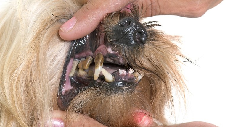 Zahnzähne des alten Hundes im Studio