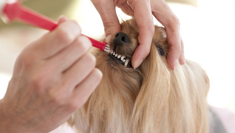 Yorkshire Terrier Hund, der ihre Zähne putzt. Sie hat sehr saubere Zähne mit der Verwendung von Hundezahnpasta und einer Hundezahnbürste. Zahnhygiene ist ein Muss.